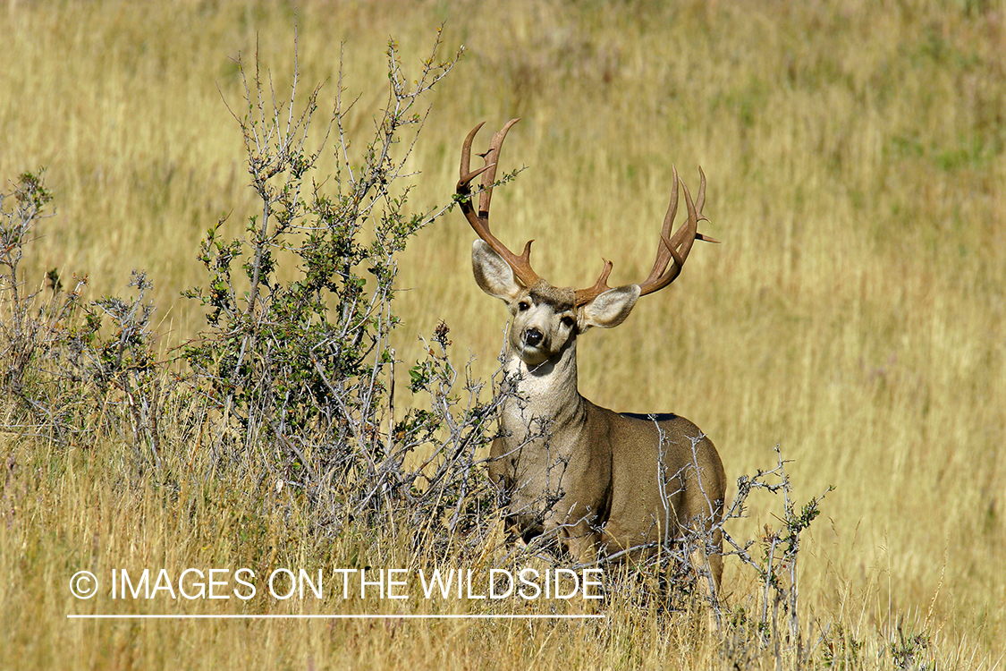 Mule deer buck in habitat. 