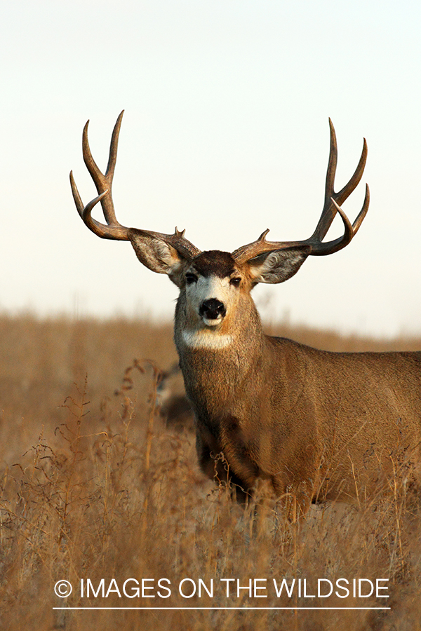 Mule deer buck in habitat. 