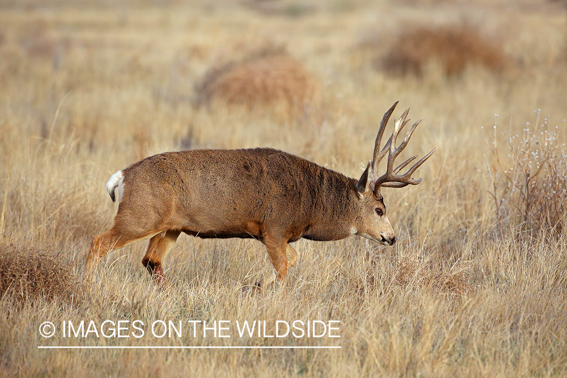 Mule deer buck in rut. 