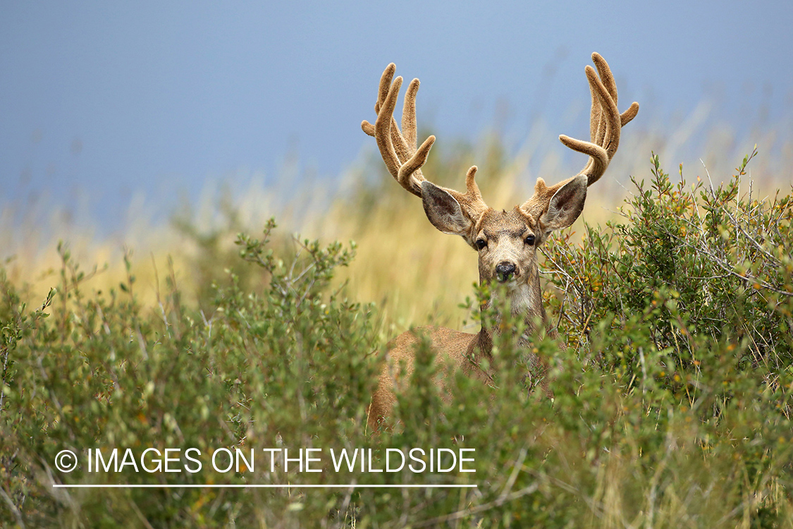 Mule deer buck in velvet.