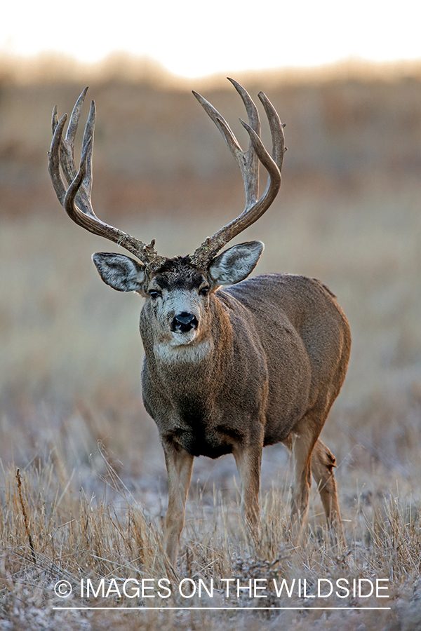 White-tailed buck in field in late fall.