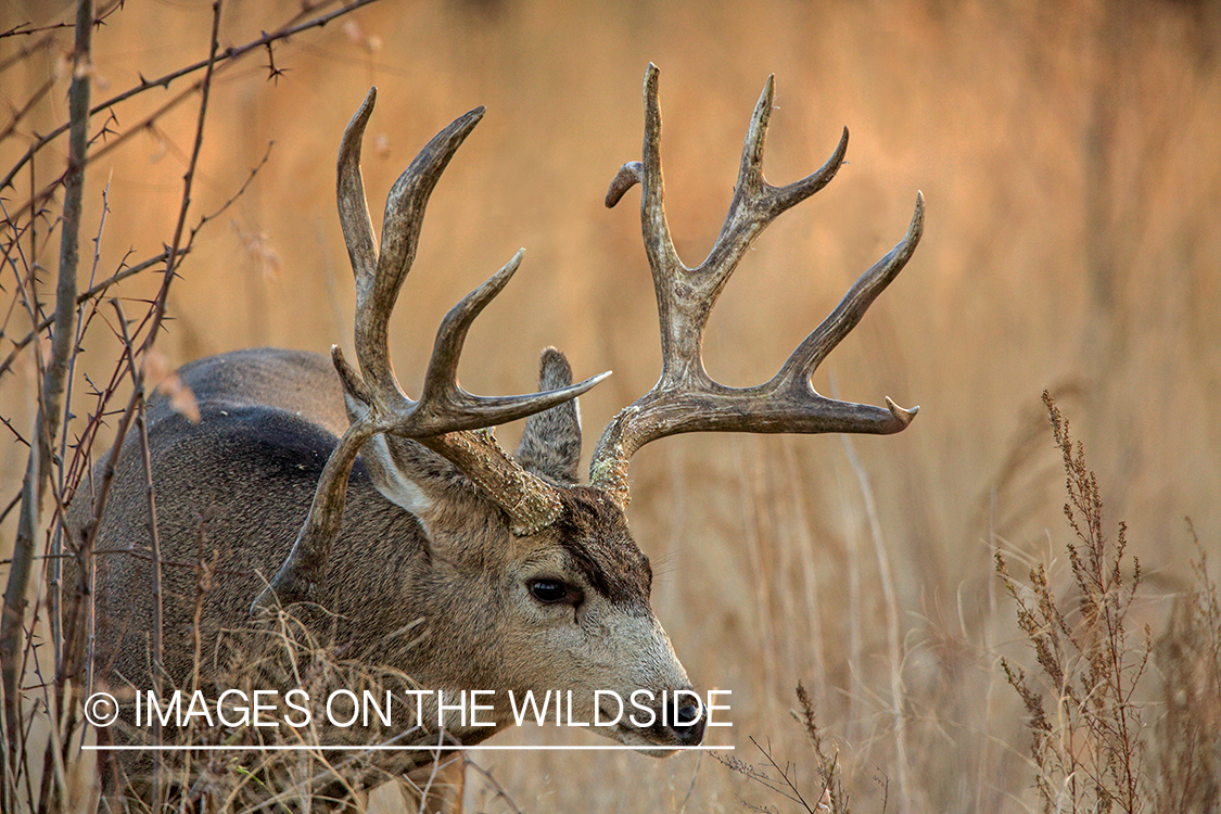 Mule deer buck in rut.