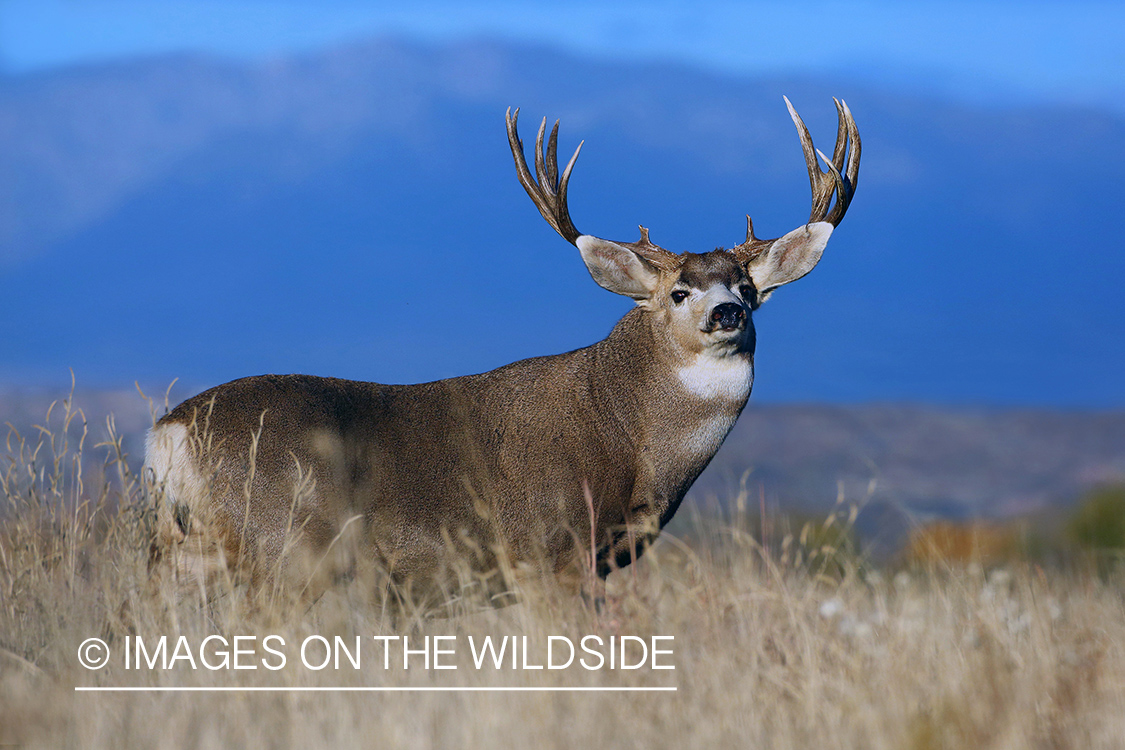 Mule deer buck in field.