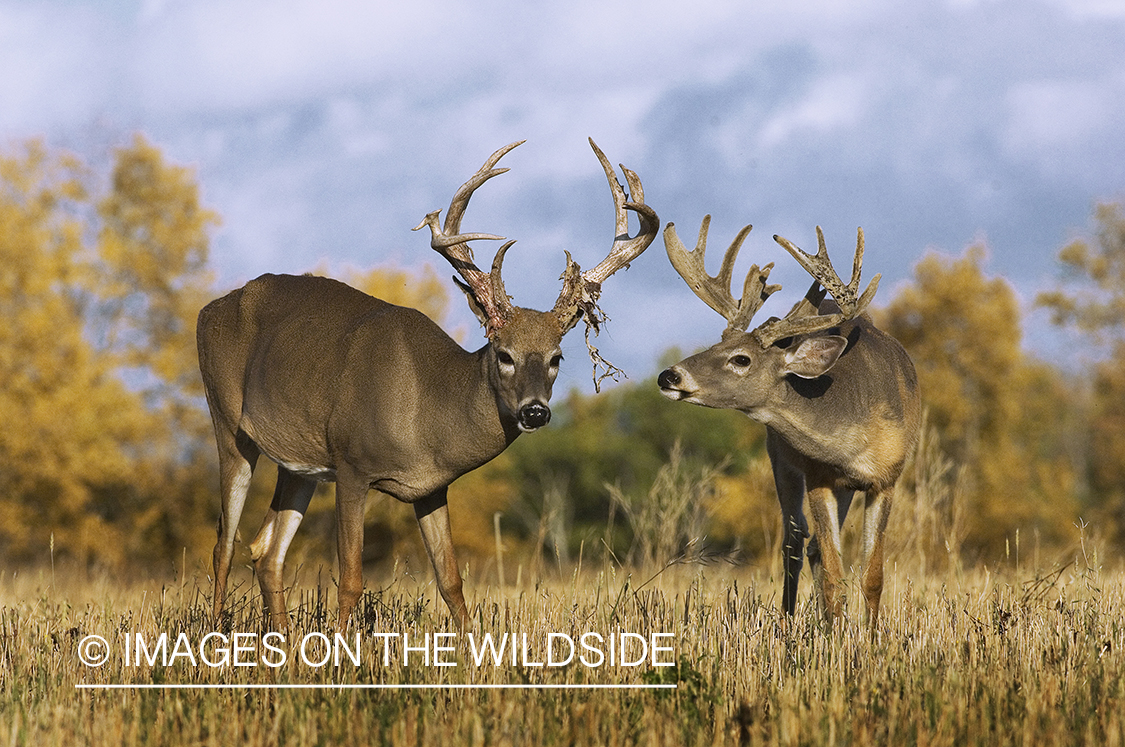 Whitetail Bucks shedding velvet