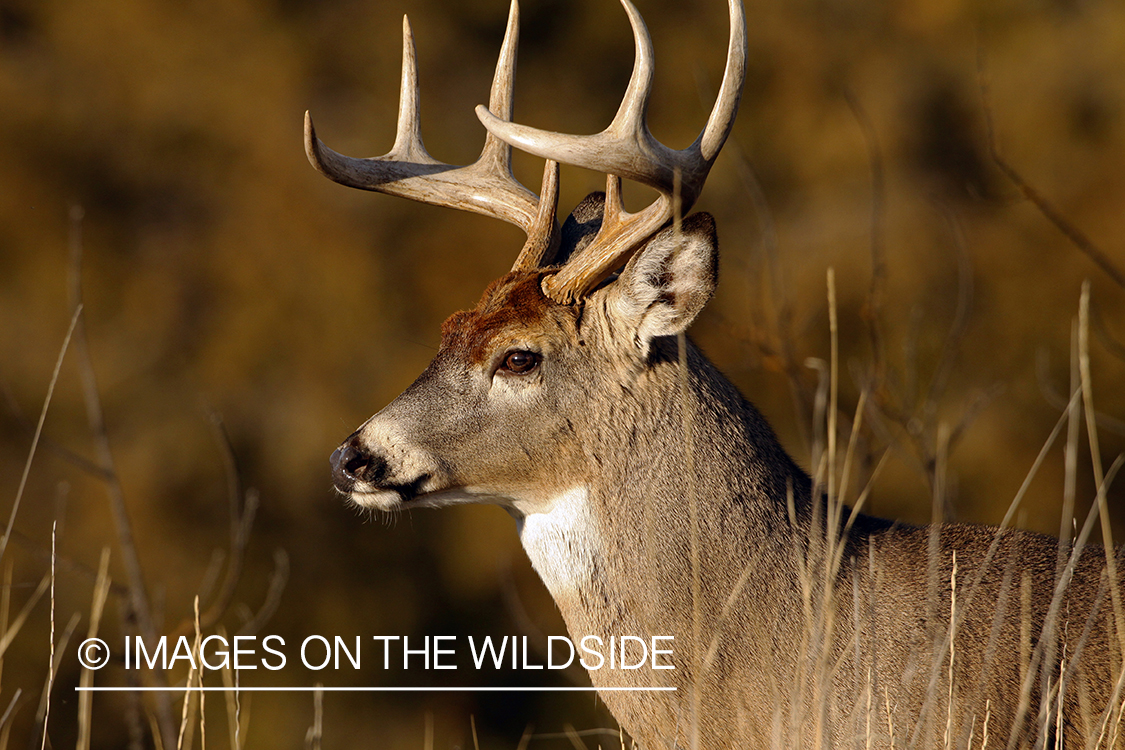 Whitetail Buck