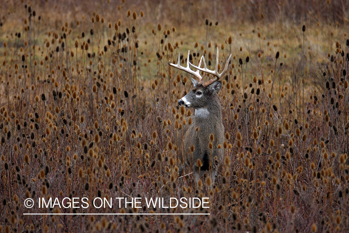 Whitetail Buck in Field