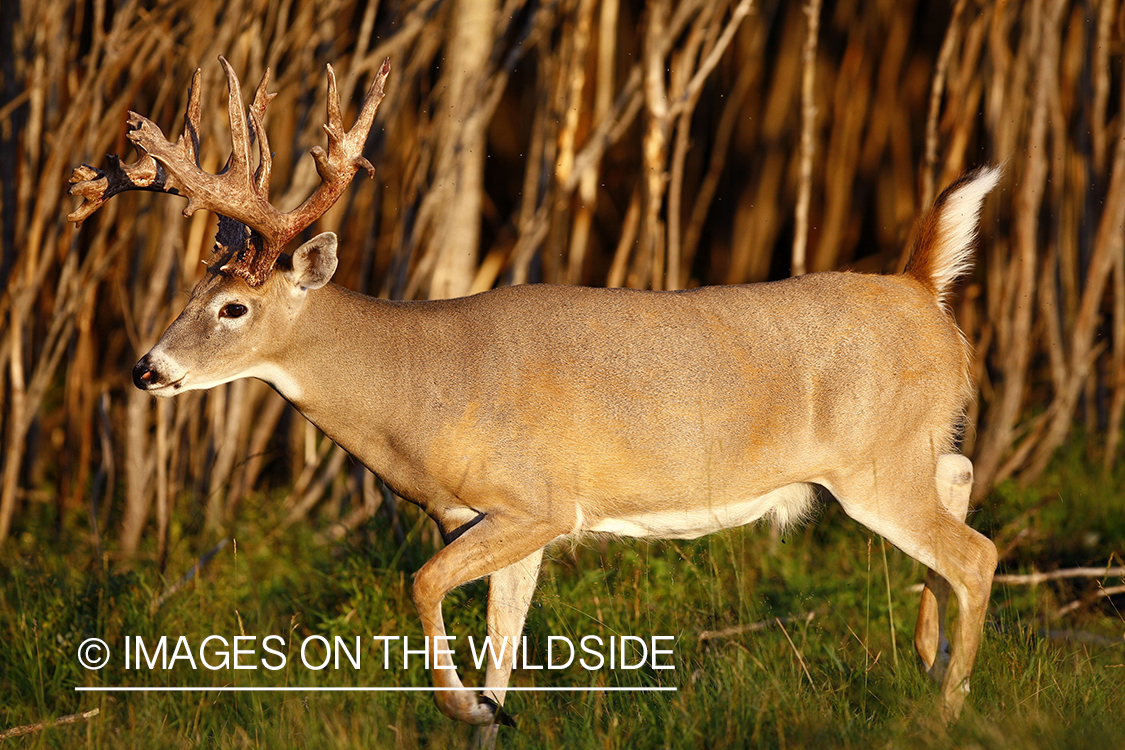 Whitetail buck in habitat