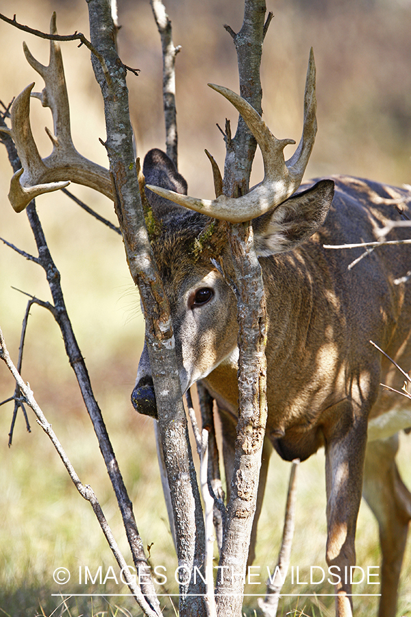 Whitetail buck rubbing antlers on tree.