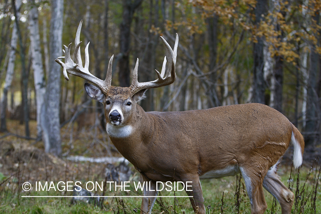 Whitetail buck in habitat