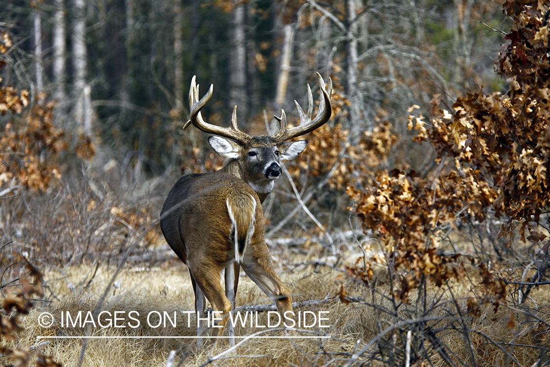 Whitetail buck in habitat.