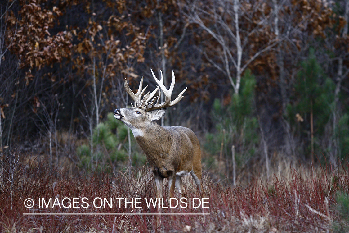 Whitetail buck in habitat.