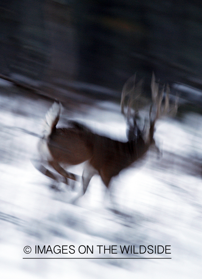 White-tailed buck in habitat.