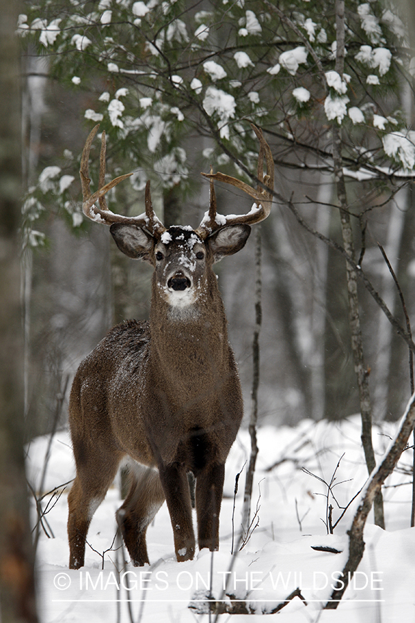 White-tailed buck in habitat.