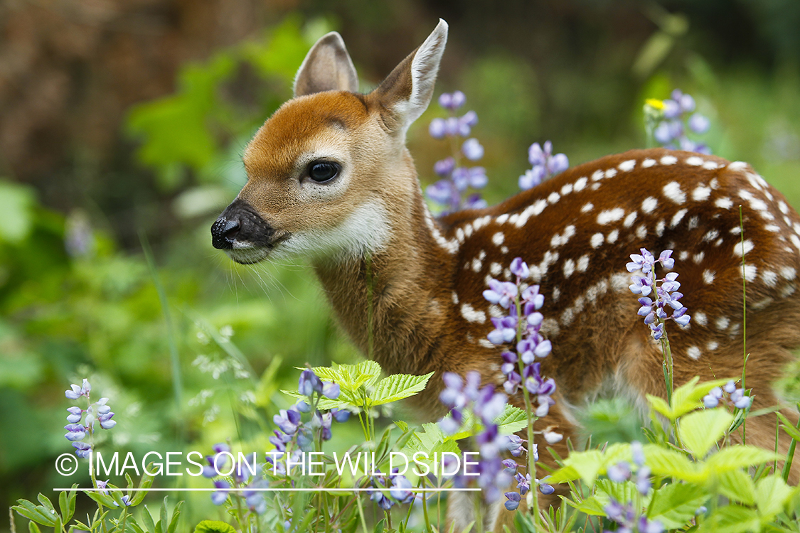 White-tailed Deer Fawns