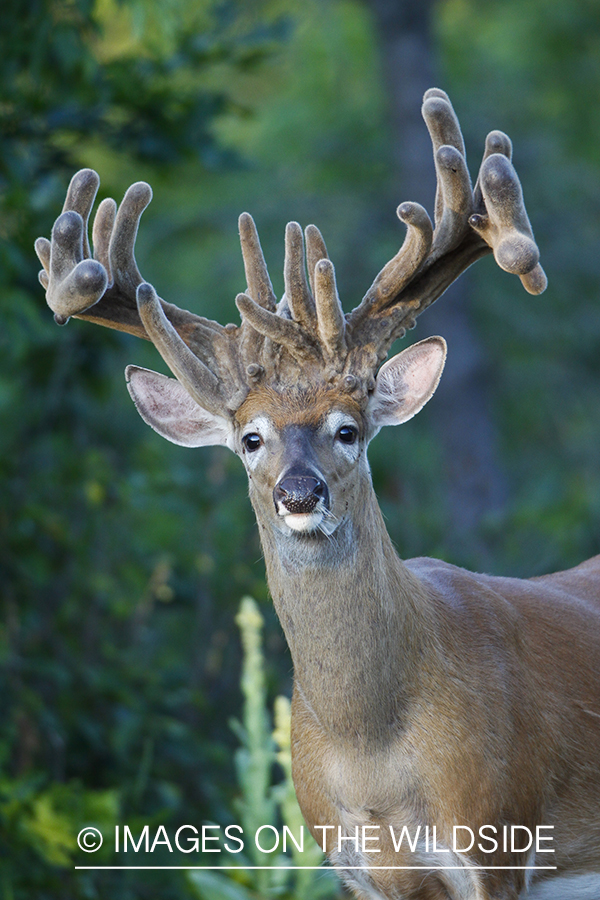 Whie-tailed deer apple creek