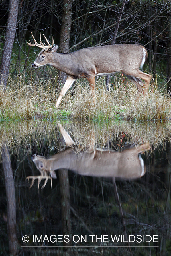 White-tailed buck in habitat