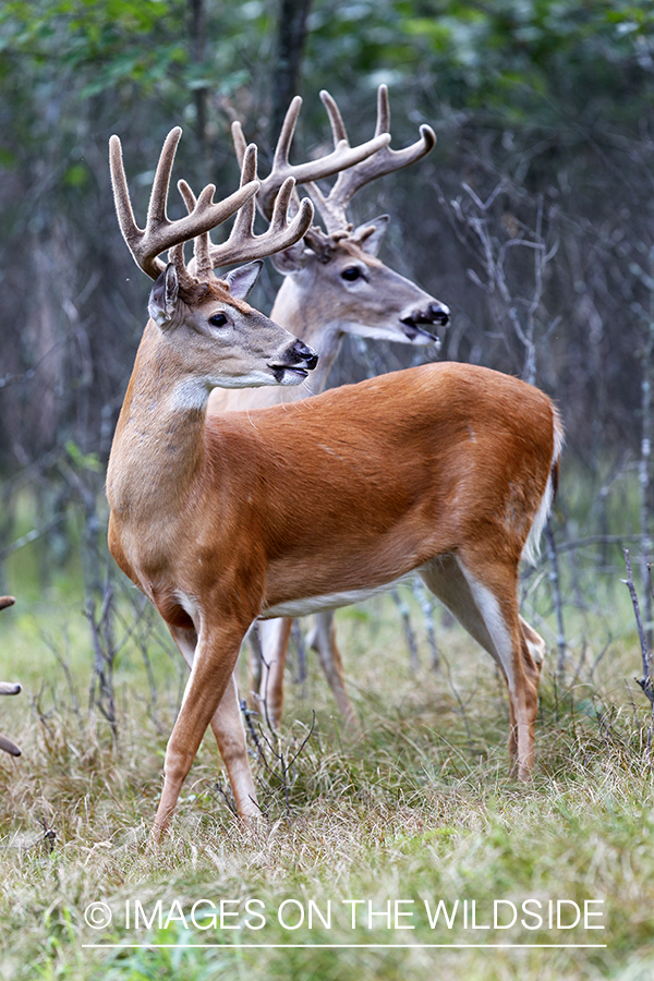 White-tailed bucks in velvet 