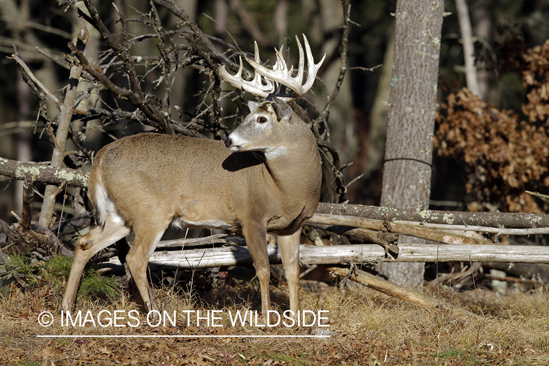 White-tailed buck in habitat. *