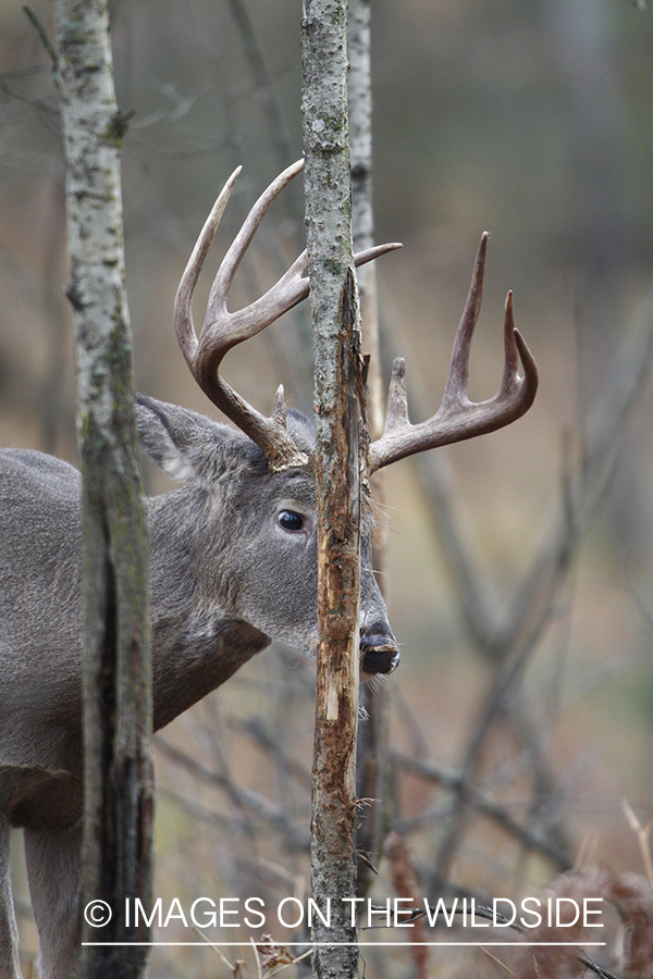 White-tailed buck rubbing tree. 