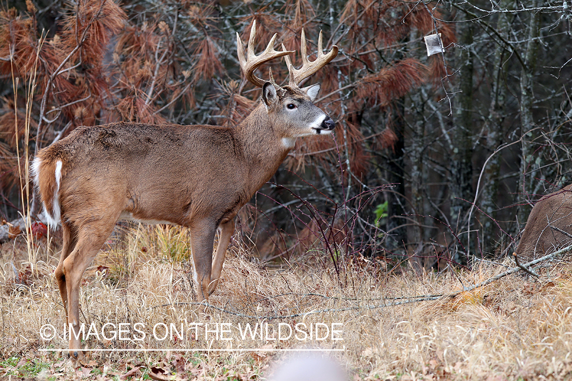 White-tailed deer investigating scent lure. 