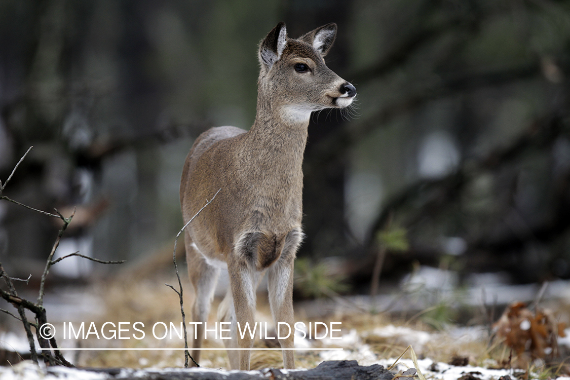 White-tailed young in habitat. *