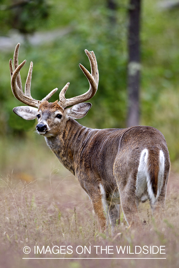 White-tailed buck in summer habitat *