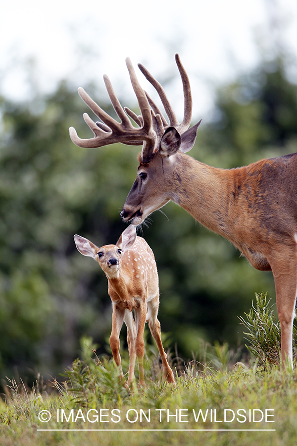 White-tailed buck with fawn. 