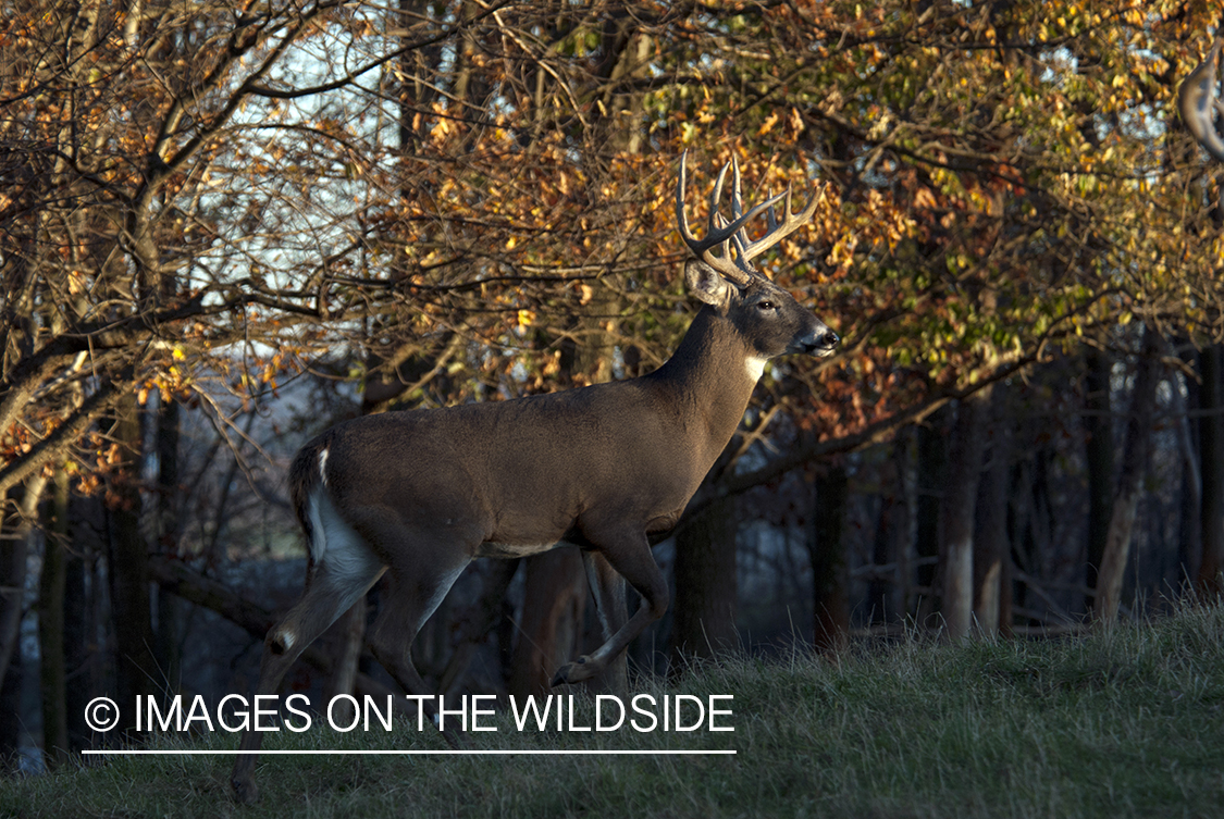 White-tailed buck in habitat. 