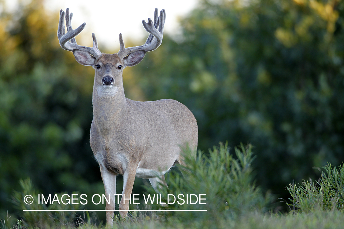 White-tailed buck in velvet.  