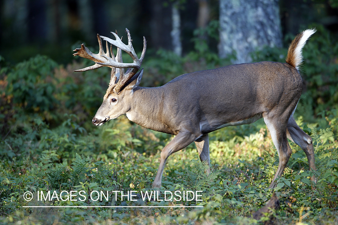 White-tailed buck in habitat.  