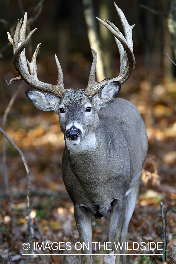 White-tailed buck in habitat. 