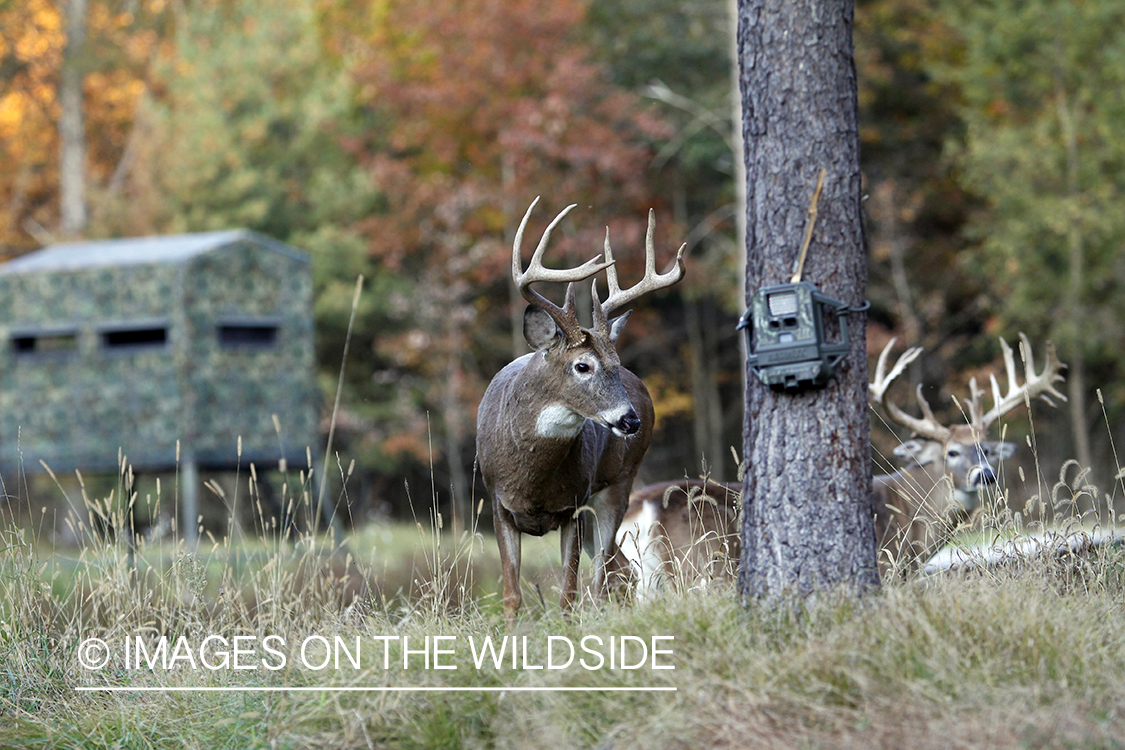 White-tailed buck with trail cam. 