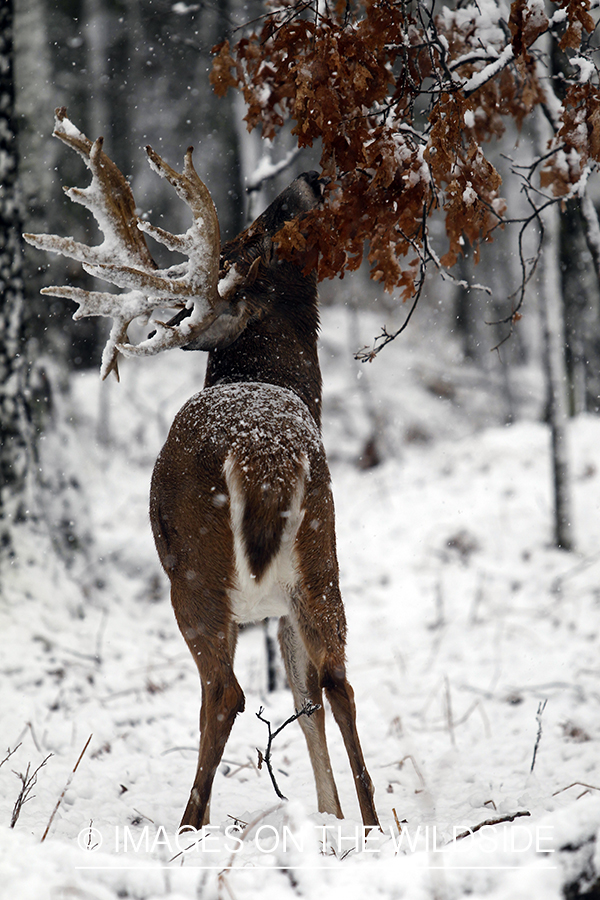 White-tailed buck in winter.  