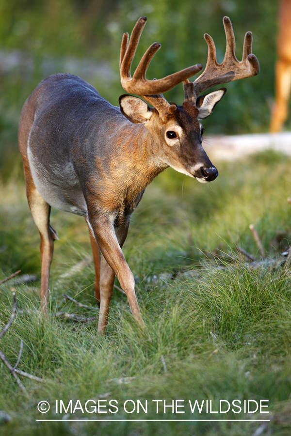 White-tailed buck in habitat.