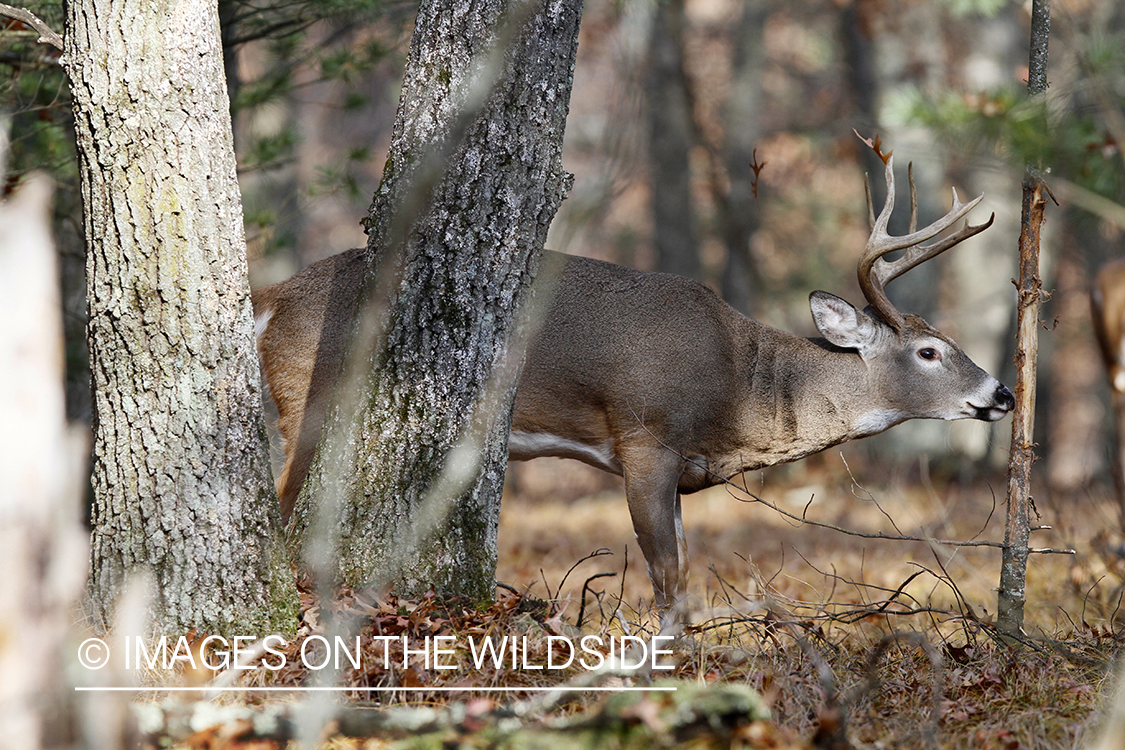 White-tailed buck making rub.