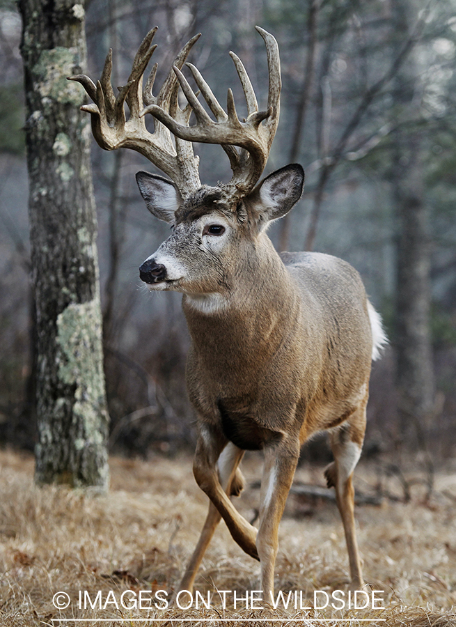 White-tailed buck in habitat.