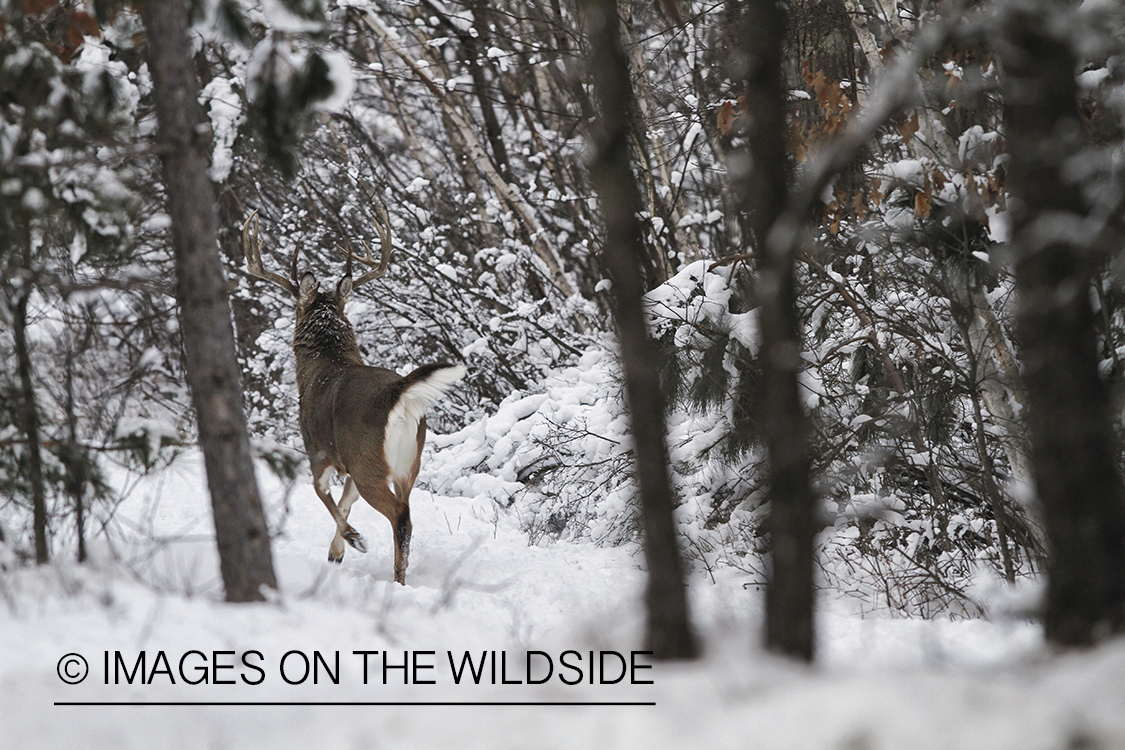 White-tailed buck fleeing in winter habitat.