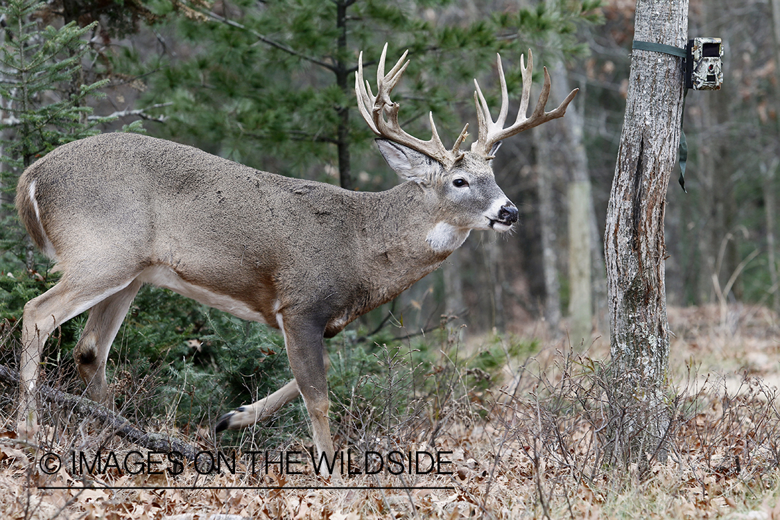 White-tailed buck with trail cam.