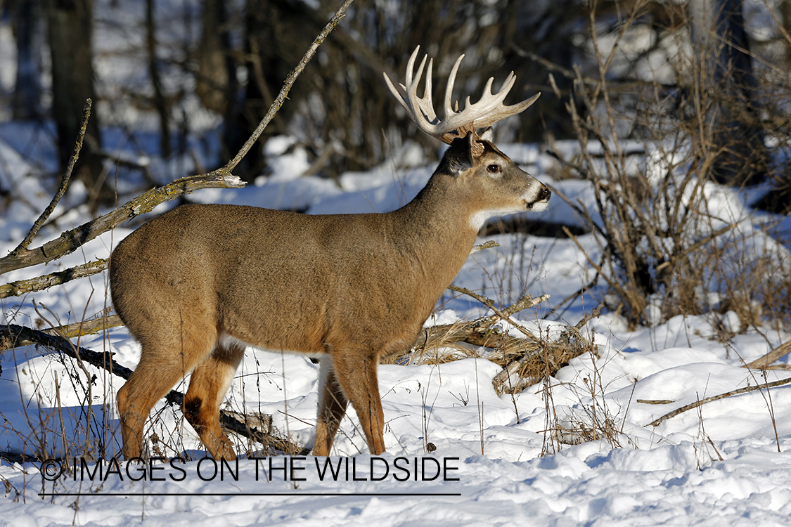 White-tailed buck in winter habitat.