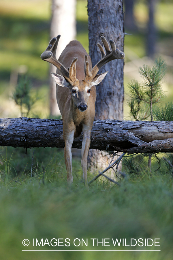 White-tailed buck in habitat.