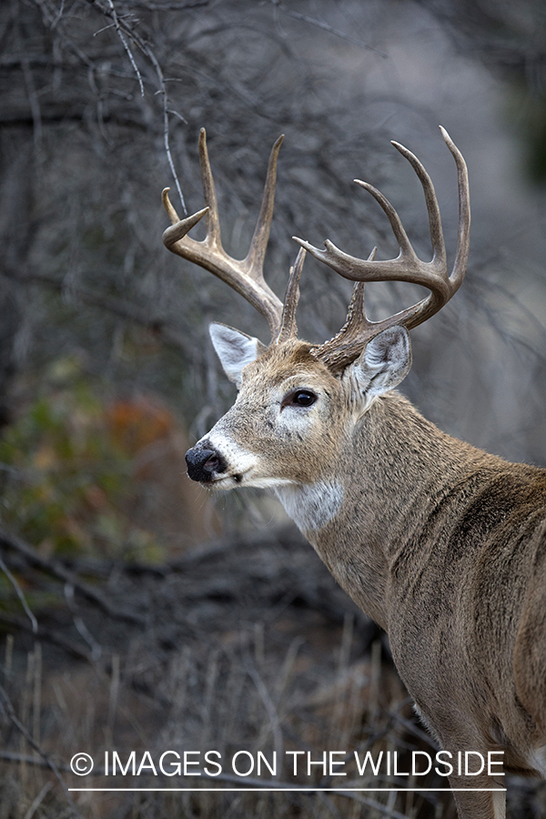 White-tailed buck in habitat. 