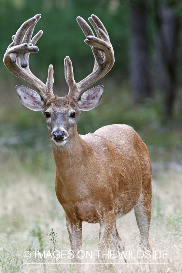 White-tailed buck in velvet.