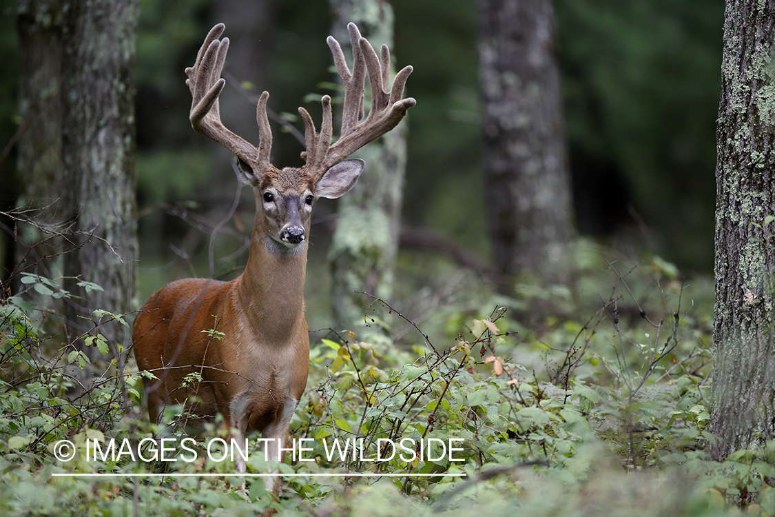 White-tailed buck in velvet.