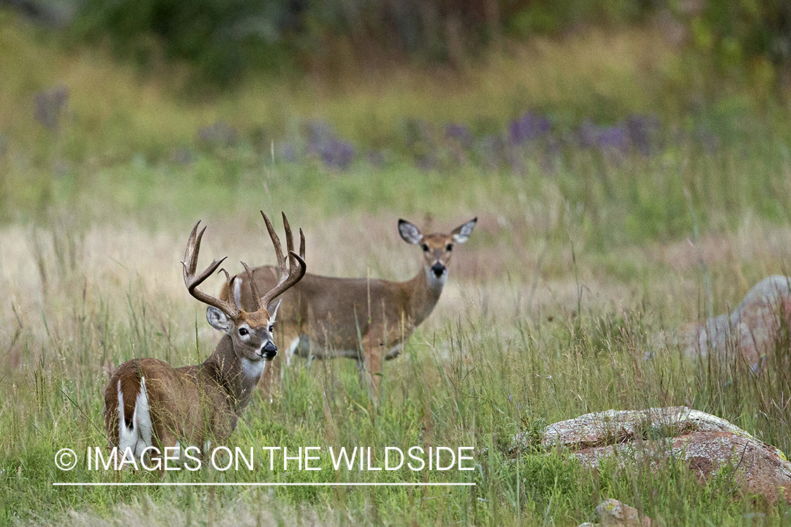 White-tailed deer in habitat.