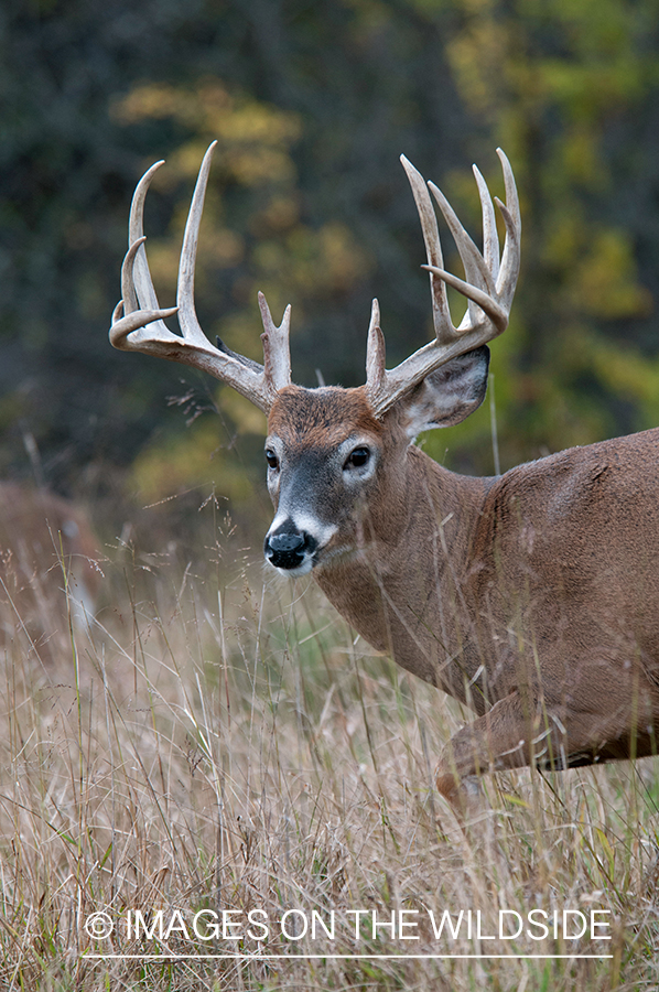 White-tailed buck in habitat.