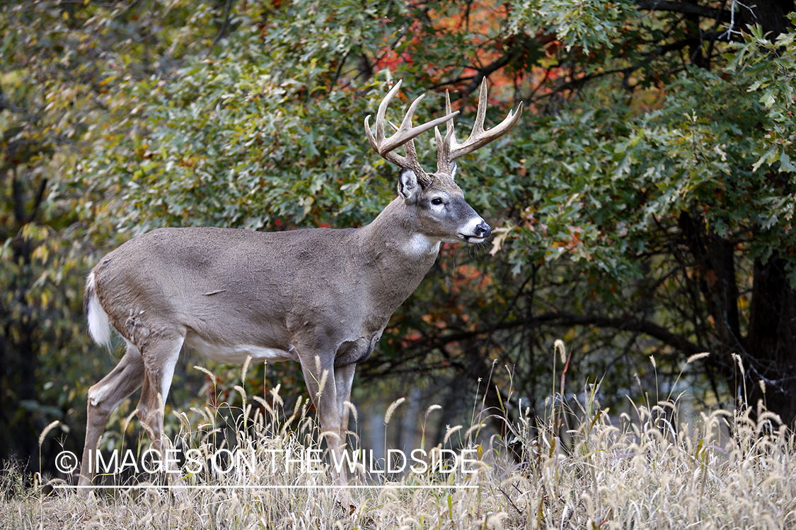 White-tailed buck in habitat.