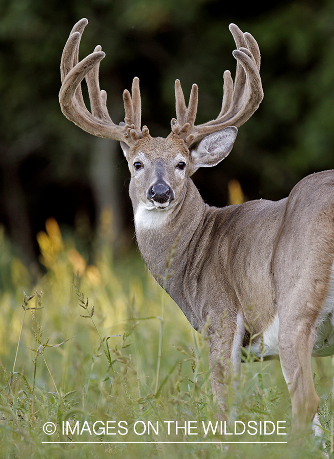 White-tailed buck in habitat.