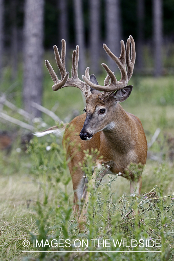 White-tailed Buck in Velvet.