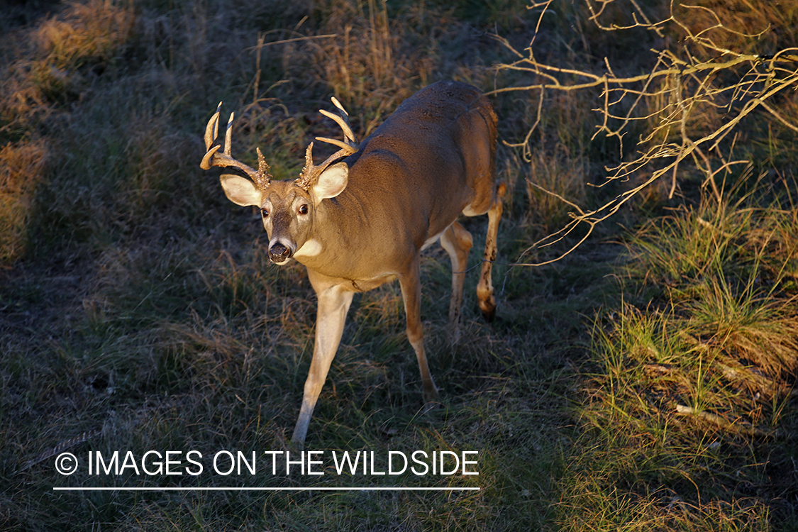 White-tailed buck photographed from tree stand.