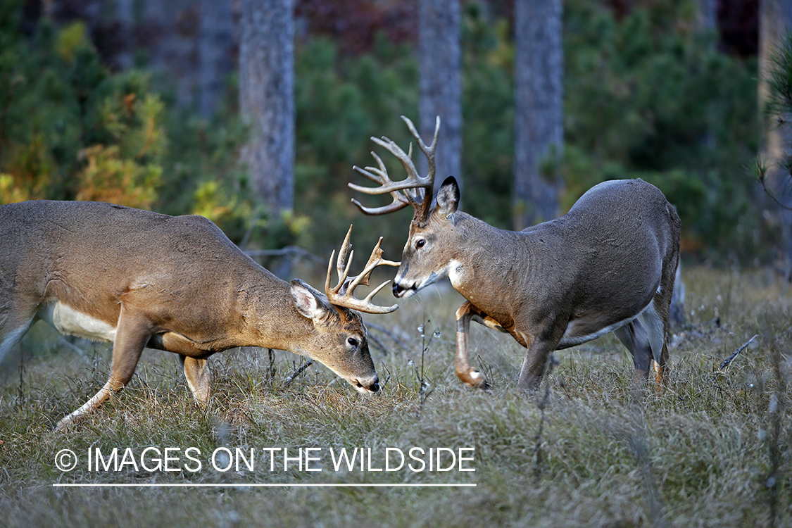 Two white-tailed bucks sparring.